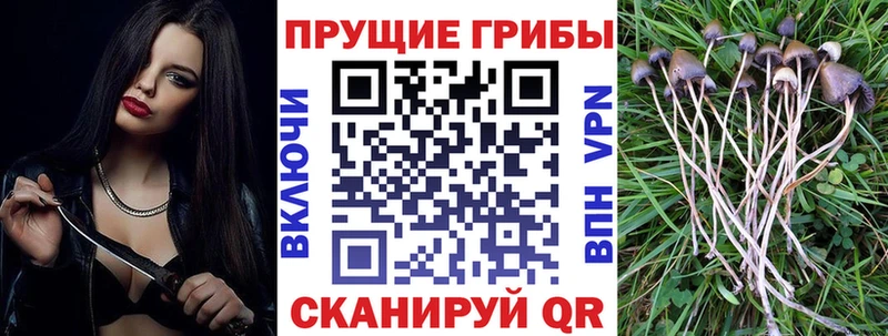 Псилоцибиновые грибы мицелий Звенигород